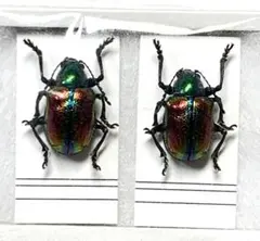 2026年最新】ハムシ標本の人気アイテム - メルカリ