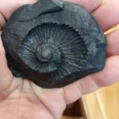 #608 サリグラムアンモナイト化石 チャクラを開く