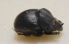 2026年最新】ダイコクコガネ 標本の人気アイテム - メルカリ