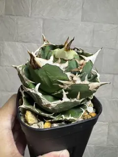 なーちんさん専用　アガベ チタノタ 追星 CG-01 アガベ・チタノタ CG01 追星（芽/大）-008｜agave CG01/Cok