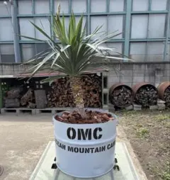 OMC ドラム缶 取手付プランター 半切 OMC ドラム缶 取手付プランター 半切 - メルカリ