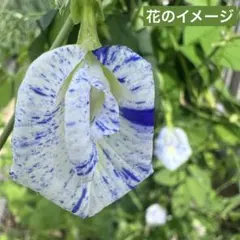 pepi様 リクエスト 2点 まとめ商品