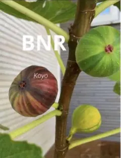 イチジク苗木★レア品 Bordissot Negra Rimada (BNR)のサムネイル