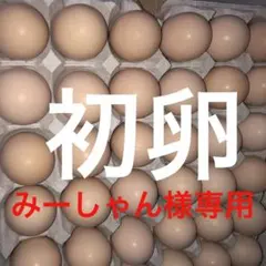 みーしゃん★プロフ必読★様専用❗️初卵100個