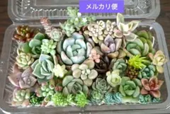 ◇寄せ植えセット◇カット苗詰め合わせつぶつぶ乙女心・おもち【牡丹3種入】桜牡丹等