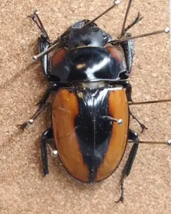 昆虫標本 ラコダールツヤクワガタ ♀