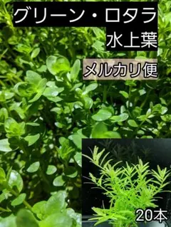 グリーン・ロタラ 水上葉 20本のサムネイル