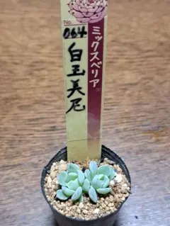 2025年最新】おらいさん苗 白玉美尼の人気アイテム - メルカリ