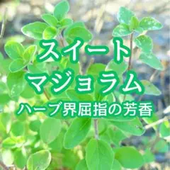 【ハーブの種】スイートマジョラム 種子 約500粒！