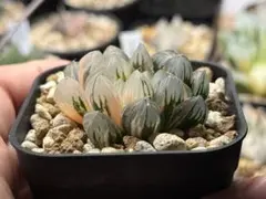 多肉植物 ハオルチア旧氷砂糖錦 抜き苗 - メルカリ