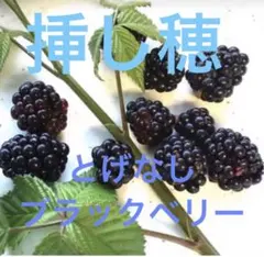 ★こちらは挿し穂★トゲ無しブラックベリー挿し穂 2本+1本