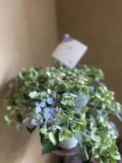 花苗】PW正規品 ラグランジア クリスタルヴェール2 タグ付き 鉢ごと