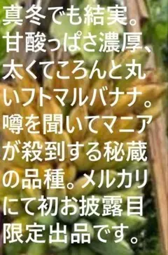 2026年最新】ドワーフ ナムワの人気アイテム - メルカリ