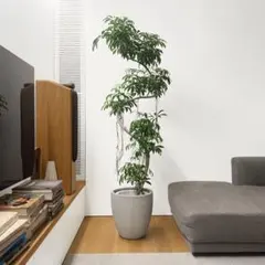 観葉植物 フィカス アルテシマ 165cm - メルカリ