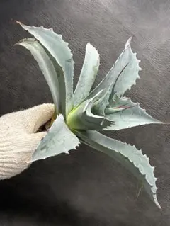 2026年最新】アガベオバティフォリアの人気アイテム - メルカリ