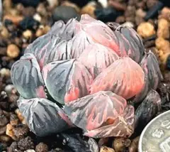 極上班‼️多肉植物 ハオルチア オブツーサ錦 水中月錦 抜き苗７７