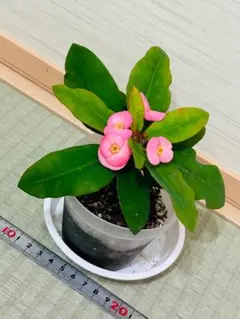 rinn様 リクエスト 2点 まとめ商品