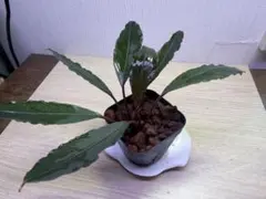 2芽❣️】Bucephalandra sp. CAKUMI - メルカリ