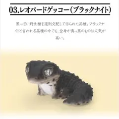 いきもの大図鑑　レオパとクレス　レオパードゲッコー　ブラックナイト①
