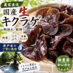 農家直送 国産 生キクラゲ 朝採れ新鮮1kgのサムネイル
