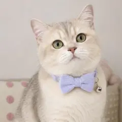 리본 벨이 달린 고양이 하네스 칼라 나비 넥타이 블루