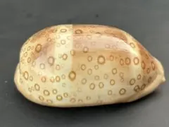 ジャノメダカラ Lyncina argus argus 8.4cm