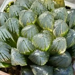 倫*様 OMオブツーサ錦　親株　超美株　ハオルチア　観葉植物　オークション　5