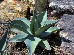 2026年最新】耐寒性アガベの人気アイテム - メルカリ