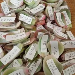 ゆうひ様 リクエスト 2点 まとめ商品