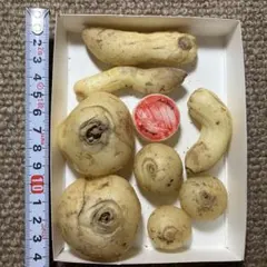 ⑦ シラー球根 特大セット