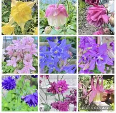 西洋オダマキ　200粒ミックス 種