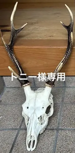 頭骨 頭蓋骨 骨格標本 ウルフドッグ スカル 26001 - メルカリ
