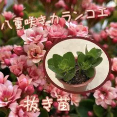 八重咲き薔薇咲きカランコエ　挿し木苗　抜き苗　 １鉢のサムネイル