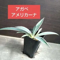 2025年最新】アガベ アメリカーナ バリエガータの人気アイテム - メルカリ