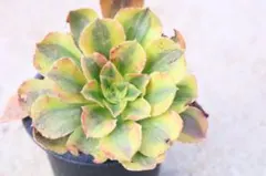 2025年最新】錦 アエオニウムの人気アイテム - メルカリ