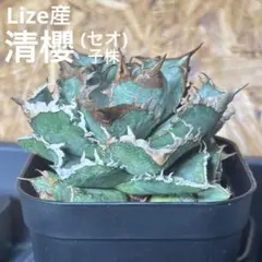 2025年最新】lize産の人気アイテム - メルカリ