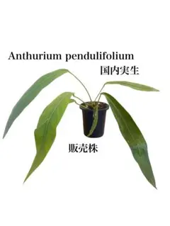 アンスリウムペンデュリフォリウムAnthurium pendulifoliumのサムネイル