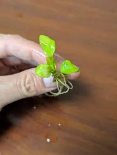 たか様 リクエスト 2点 まとめ商品