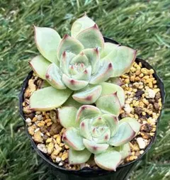 多肉植物 ストリクチフローラノヴァ（抜き苗発送） - メルカリ