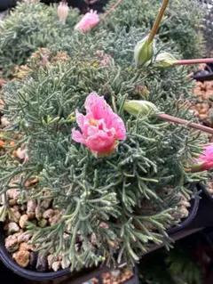 2025年最新】サルコカウロン 種子の人気アイテム - メルカリ