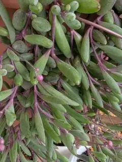 ✨多肉植物 　ルビーネックレスネコポスいっぱい入れて発送✨