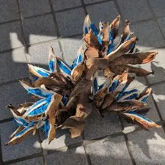 2026年最新】旅人の木 種の人気アイテム - メルカリ