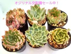 E.多肉植物 オリジナル交配種 エケベリア6苗セット ⭐️セール中