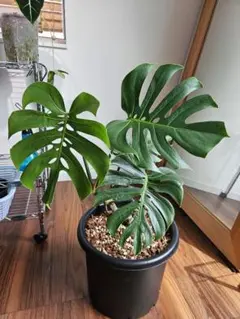 モンステラ デリシオーサ 8号鉢つき 2株植え❗深切れ込み❗大型種❗ ④