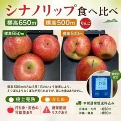 ②シナノリップ食べ比べ 標高650m 箱込み 約4.5〜5.0キロ 信州高山