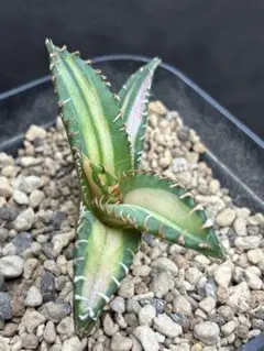 2026年最新】白鯨錦の人気アイテム - メルカリ