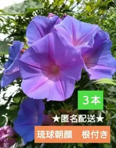 宿根草 琉球朝顔 抜き苗 3本 オーシャンブルー グリーンカーテン リース　36のサムネイル
