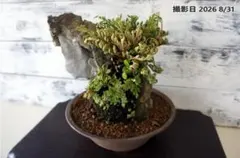 イワヒバ 盆栽 岩ヒバ 石付け - メルカリ