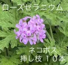 ローズゼラニウム 挿し穂 10本 自家栽培 ネコポス (15)のサムネイル