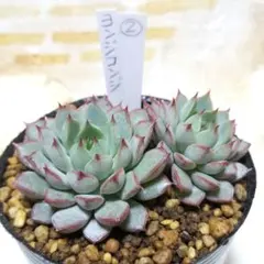 なな‪ꕤ︎次回金曜日発送❤様 リクエスト 3点 まとめ商品